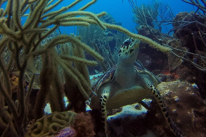 Refresher Dive - The equipment and safety review