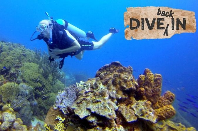 Refresher Dive - What the $119 price really covers