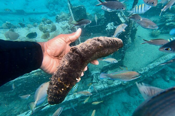 Snorkel boat trip: Sunken ship, old dutch fort & spanish bay - A small boat can make the day easier
