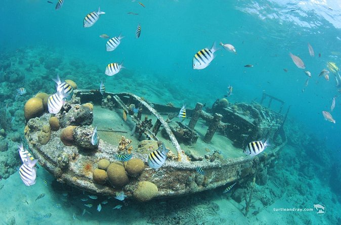 Snorkel Shore Trip with Scubaçao "East Point" - A local guide changes the feel of the outing