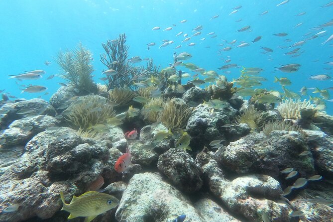 Snorkel Tour in Curacao - What you may see below the surface