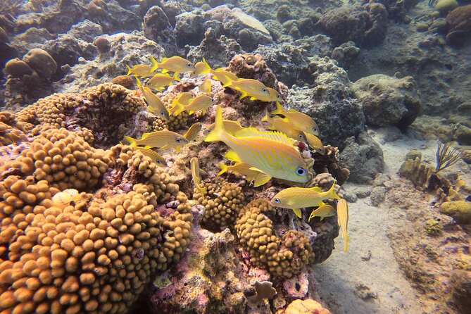 Snorkel Tour in Curacao - Price and what the $90 covers