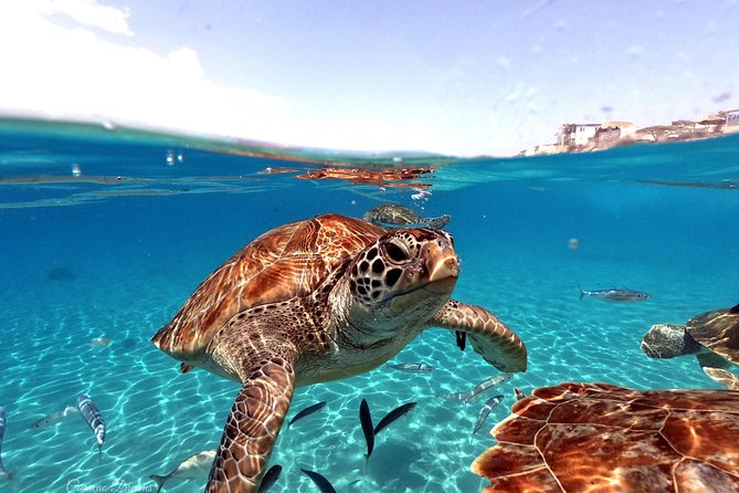 Swim and Snorkel with Sea Turtles - Key points to know before booking
