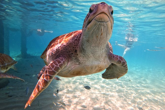 Swim and Snorkel with Sea Turtles - The turtle swim starts right from the beach