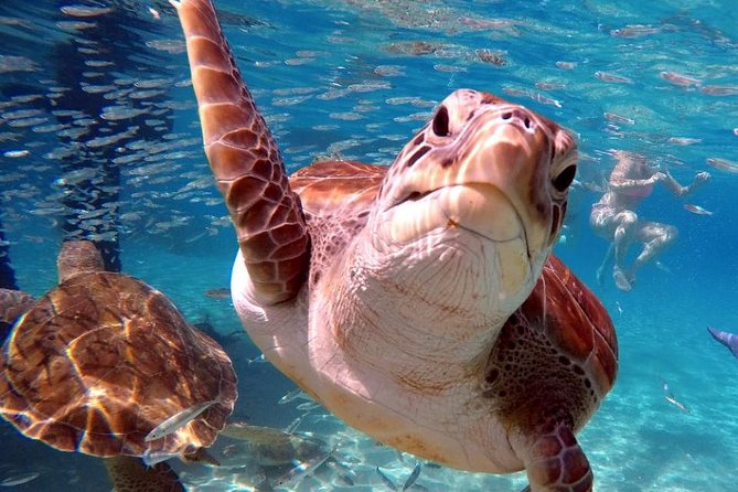 Swim and Snorkel with Sea Turtles - Flamingos add a short wildlife stop
