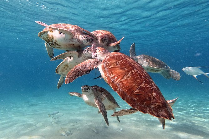 Swim and Snorkel with Sea Turtles - What the $99 price really covers