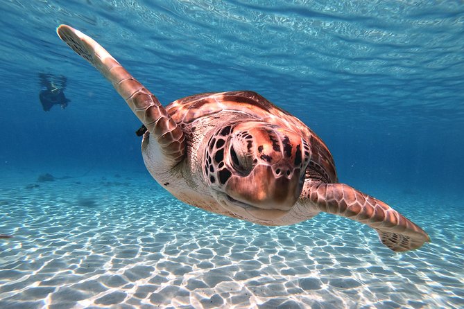 Swim and Snorkel with Sea Turtles - How crowded will the turtle encounter feel?