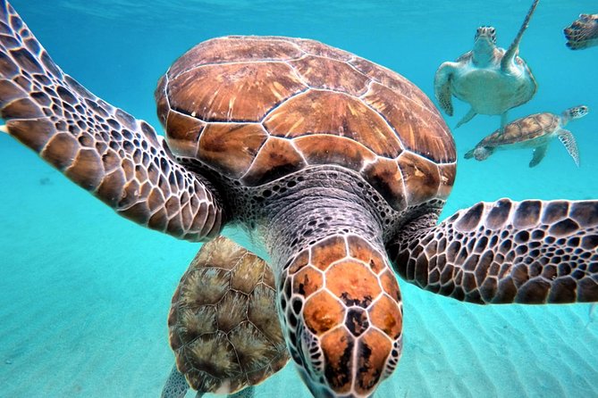 Swim and Snorkel with Sea Turtles - Who will enjoy this half-day outing