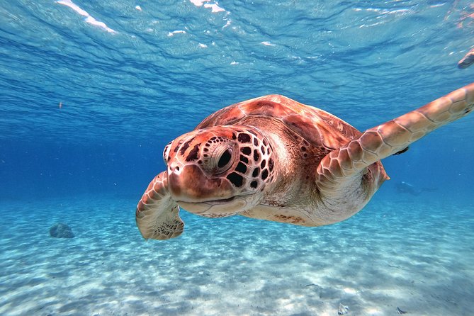 Swim and Snorkel with Sea Turtles - Practical details that make the day easier