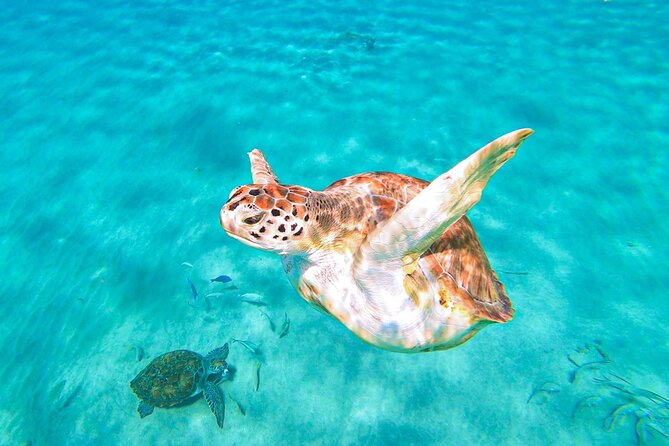 Swim with Turtles at Turtle Bay, Curacao: Boat, Blue Room Cave - Key points to know before you book