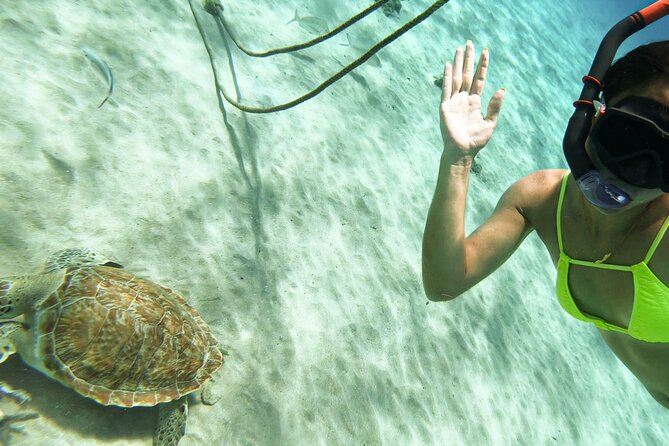Swim with Turtles at Turtle Bay, Curacao: Boat, Blue Room Cave - Three West Coast Stops in Four to Five Hours