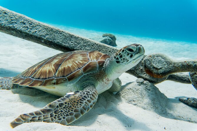 Swim with Turtles at Turtle Bay, Curacao: Boat, Blue Room Cave - Playa Piskado: Swimming with Wild Turtles