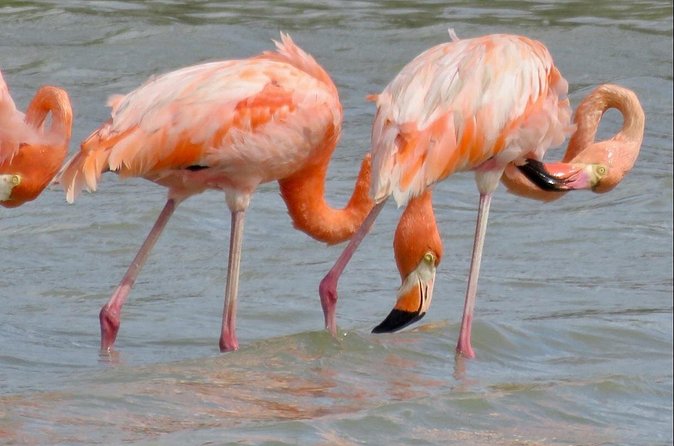 The Curacao Private Beach Hopping / Snorkeling Tour - Flamingos, forts, and local Curacao