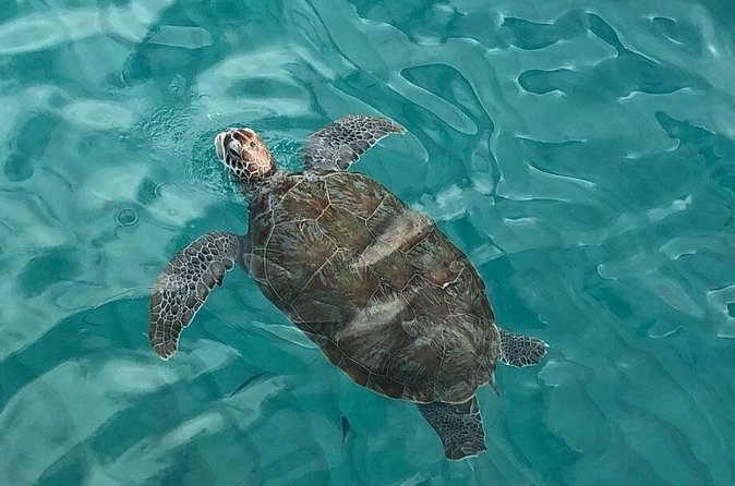 The Curacao Private Beach Hopping / Snorkeling Tour - Cruise passengers need a firm time plan