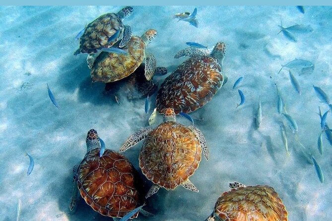 Tour to the best beaches; snorkel with fish and turtles - Grote Knip delivers the big Curaçao view