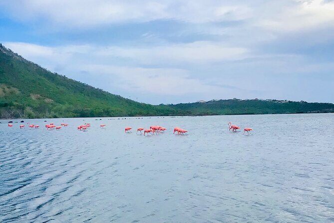 Turtle Swim at TurtleBay visit Flamingos & KnipBeach Safari Truck - Turtle Bay puts the wildlife first