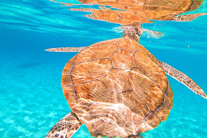 Turtle Swim at TurtleBay visit Flamingos & KnipBeach Safari Truck - Pickup details deserve extra care