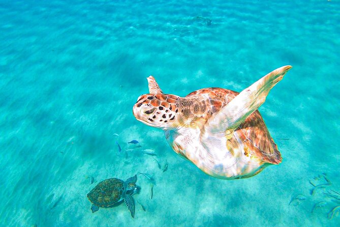 Turtle Swim at TurtleBay visit Flamingos & KnipBeach Safari Truck - Is $82 a fair price?