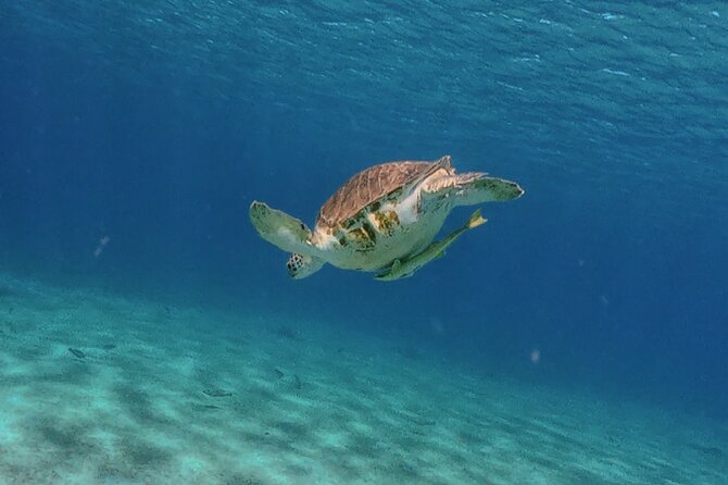 Turtles, Beach and Flamingo in Curacao Private photoshoot Tour - Sint Willibrordus is the flamingo stop