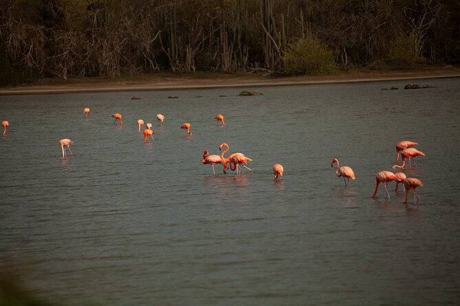 Turtles, Beach and Flamingo in Curacao Private photoshoot Tour - What you receive after the tour